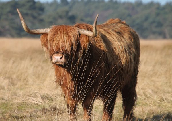 Tuinposter Schotse Hooglander op het Hijkerveld - Afbeelding 5