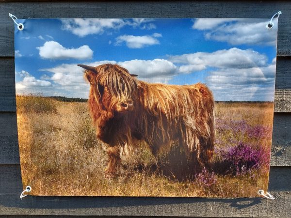 Tuinposter Schotse Hooglander op de heide