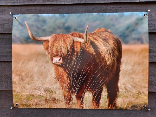 Tuinposter Schotse Hooglander op het Hijkerveld