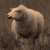Viltje Schaap - Onderzetter - Afbeelding 4