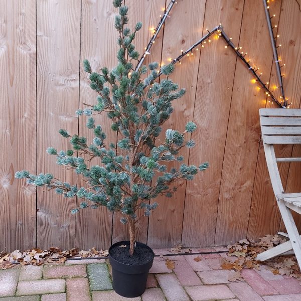 Lariks kunstboom van 120 cm hoog. De lariks kerstboom is van het merk Brynxz