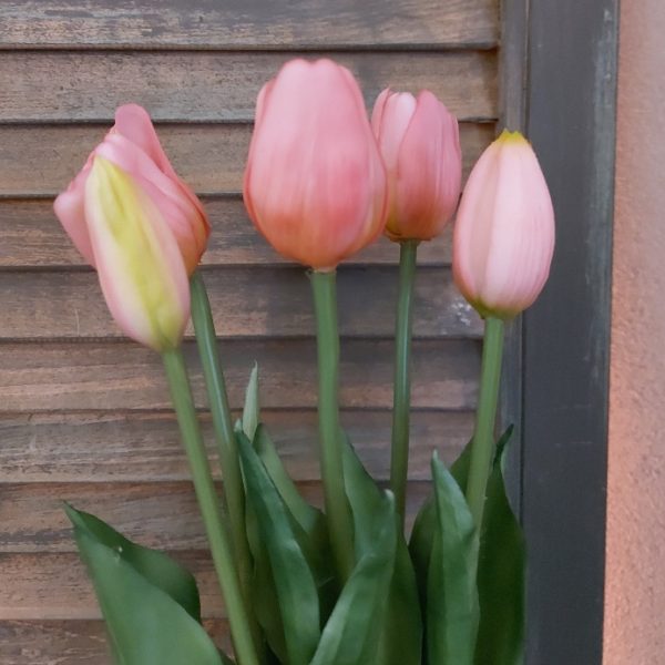 Bosje met 5 donker roze kunst tulpen van het merk Countryfield.