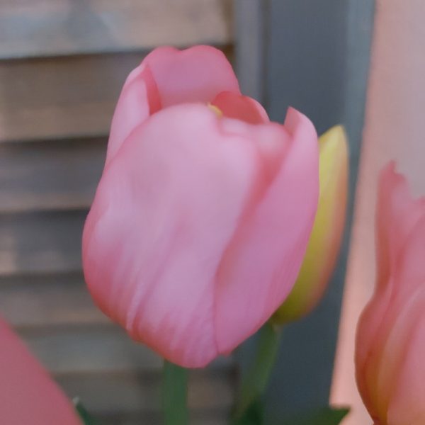 Bosje met 5 donker roze kunst tulpen van het merk Countryfield.