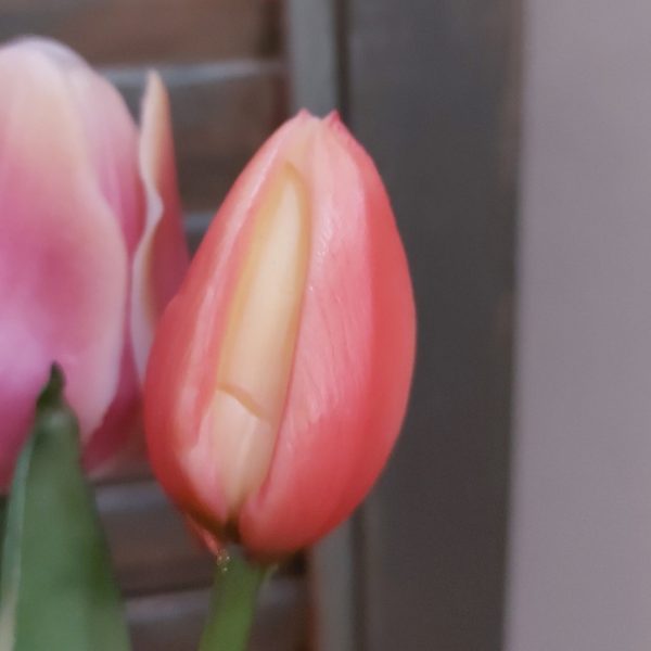 Bosje van 5 bonte kunst tulpen in een roze en crème kleur van het merk Countryfield.