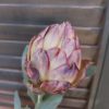 Roze artisjok zijdenbloem van het merk Countryfield.