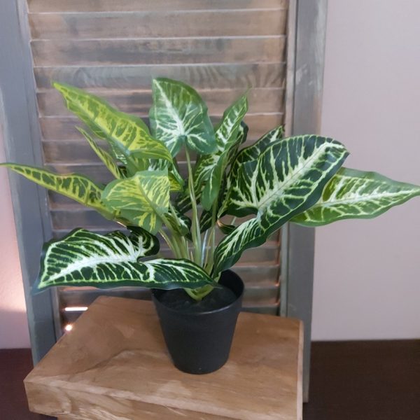 Calathea kamerplant in een kunstuitvoering van het merk Countryfield.