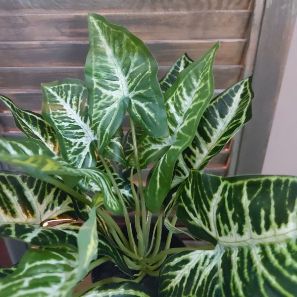 Calathea kamerplant in een kunstuitvoering van het merk Countryfield.