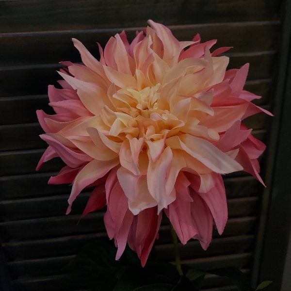 Dahlia zijden bloem in een frisse roze kleur, van het merk Brynxz.