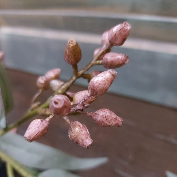 Eucalyptus kunstbloem met kleine paarse vruchtjes, van het merk Brynxz.