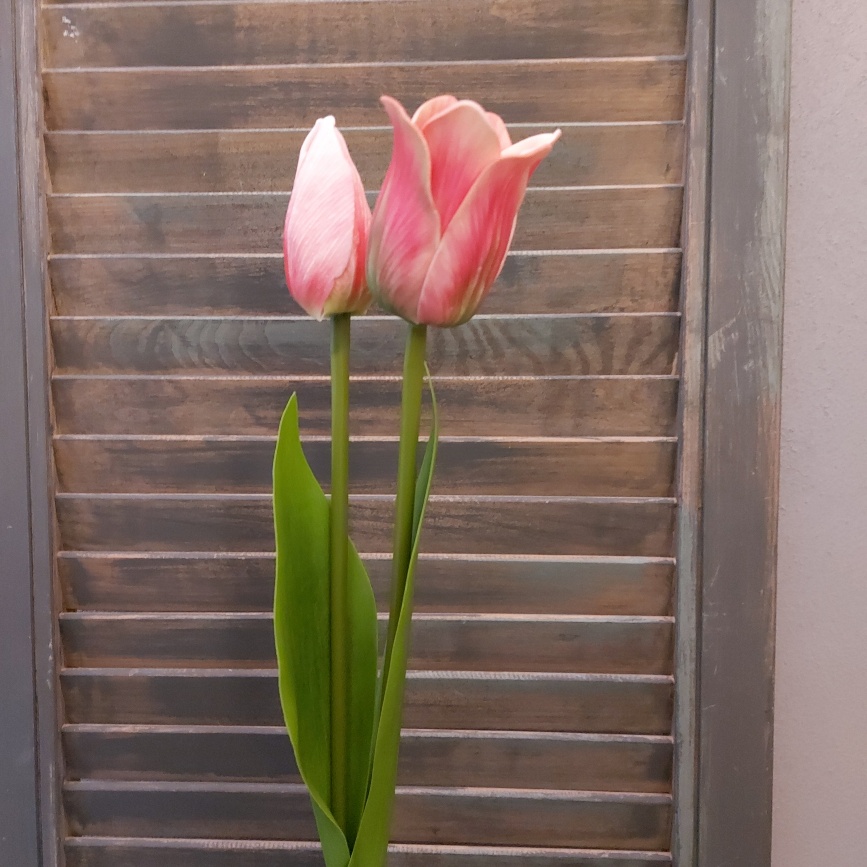 Set van twee roze kunsttulpen van het merk Brynxz.