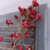 Kornoelje zijdenbloem met bordeaux rode bloemen, van het merk Brynxz.