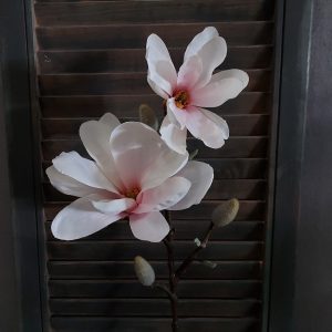 Magnolia kunstbloem in een zachte crèmekleur van het merk Countryfield.