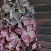 Pluimhortensia zijdenbloem in een diepe paarse kleur, van het merk Countryfield.