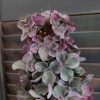 Pluimhortensia zijdenbloem in een diepe paarse kleur, van het merk Countryfield.