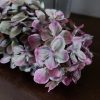 Countryfield - Zijdenbloem Pluimhortensia - Paars - L.82cm - Afbeelding 4