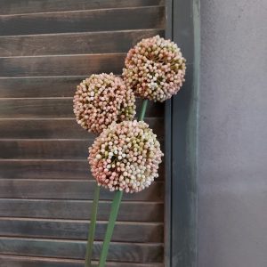 Bosje van drie roze sieruien van het merk Countryfield.