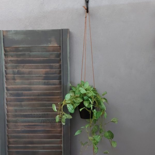 Peperomia kunstplant in een hang pot van het merk Countryfield.