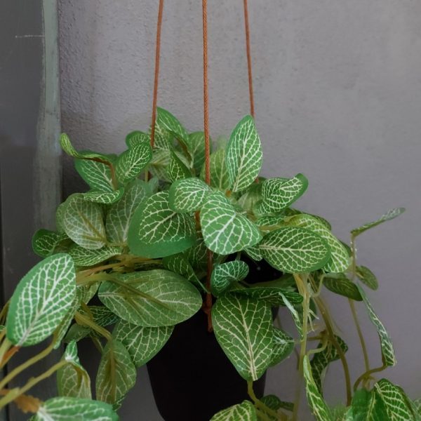 Peperomia kunstplant in een hang pot van het merk Countryfield.