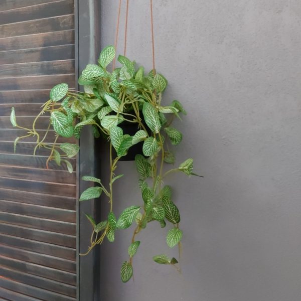 Peperomia kunstplant in een hang pot van het merk Countryfield.