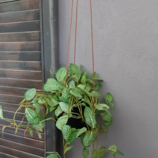 Peperomia kunstplant in een hang pot van het merk Countryfield.