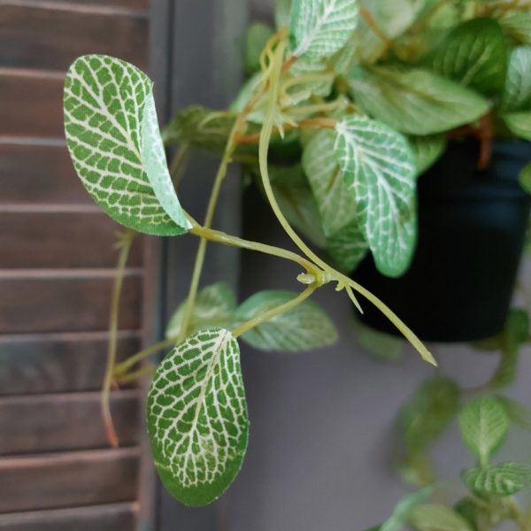 Peperomia kunstplant in een hang pot van het merk Countryfield.