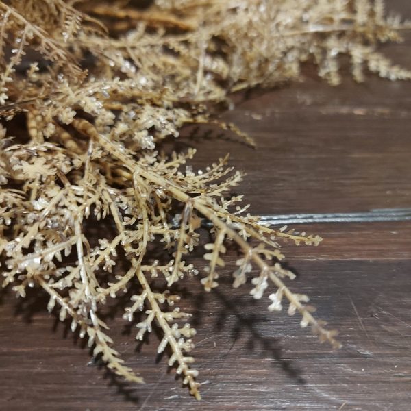 Bosje met vijf bruine Asparagus takjes van het merk Countryfield.