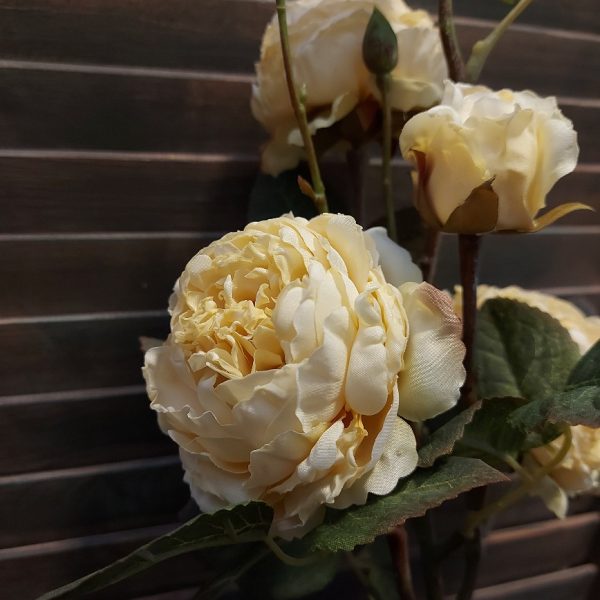Rozentak met 5 bloeiende rozen in een crème witte kleur, van het merk Brynxz.