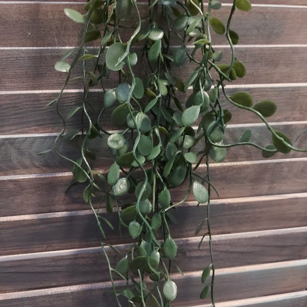 Meuhlenbeckia hangplant met donkergroene blaadjes en een lengte van ongeveer 80 cm, van het merk Brynxz.