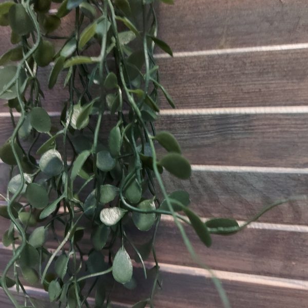 Meuhlenbeckia hangplant met donkergroene blaadjes en een lengte van ongeveer 80 cm, van het merk Brynxz.