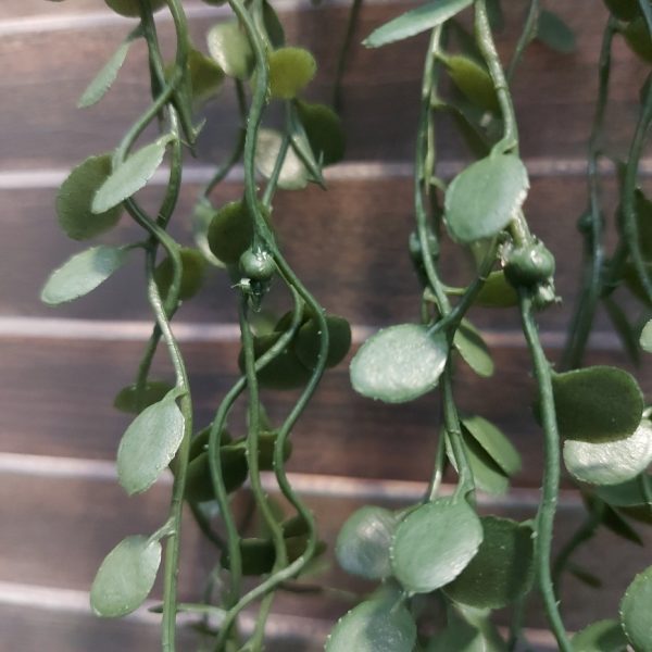 Meuhlenbeckia hangplant met donkergroene blaadjes en een lengte van ongeveer 80 cm, van het merk Brynxz.
