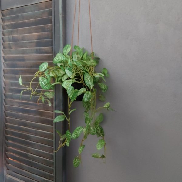 Peperomia kunstplant in een hang pot van het merk Countryfield.