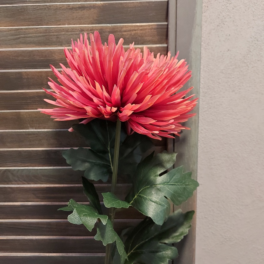 Chrysant zijdenbloem in een fuchsia roze kleur, met een bloem van 18 cm doorsnede, van het merk Mansion Atmosphere.