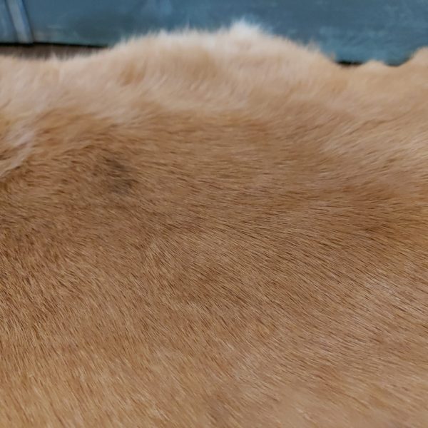 Vacht van een konijn om mee te decoreren in lichte oranje kleurtinten.