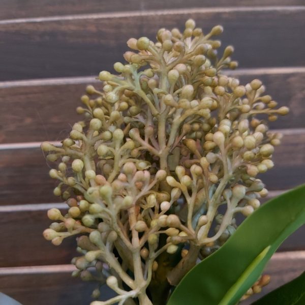 Skimmia kunstbloem met zacht roze bloemen, van het merk Countryfield.