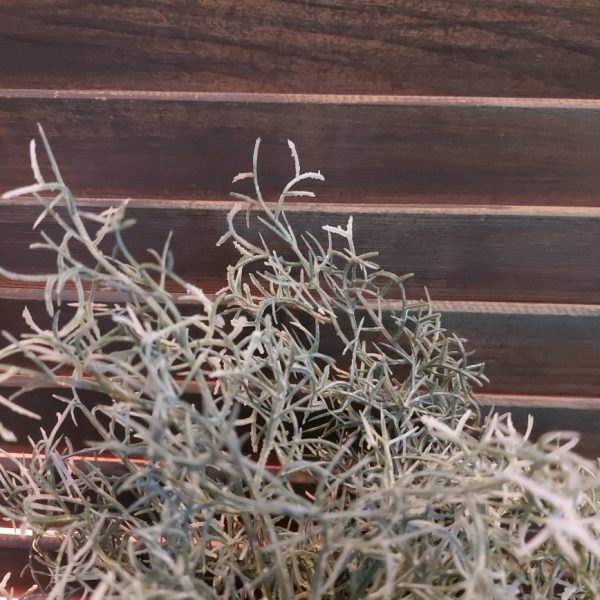 Tillandsia kunstplant met grijs groene blaadjes van het merk Countryfield.