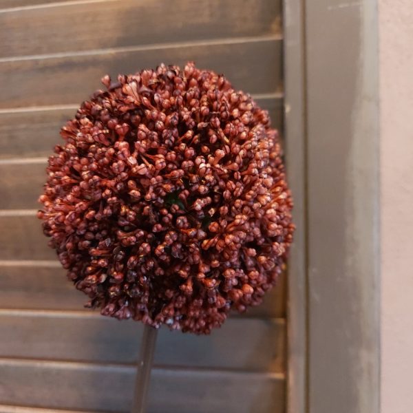 Vier kleuren Allium bloemen in een voordeel set, van het merk Countryfield.