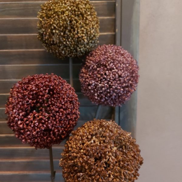 Vier kleuren Allium bloemen in een voordeel set, van het merk Countryfield.