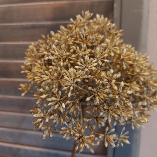 Leverkruid kunstbloem met een goudgele bloem, van het merk Countryfield.