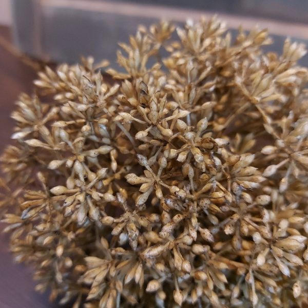 Leverkruid kunstbloem met een goudgele bloem, van het merk Countryfield.