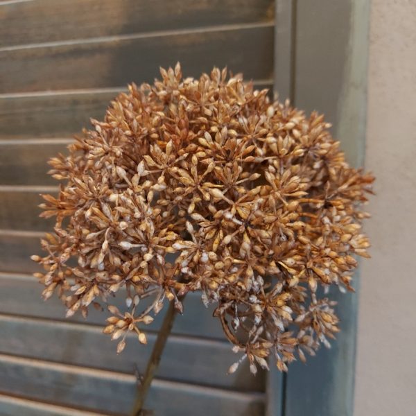 Leverkruid kunstbloem in een bruine kleur, van het merk Countryfield.