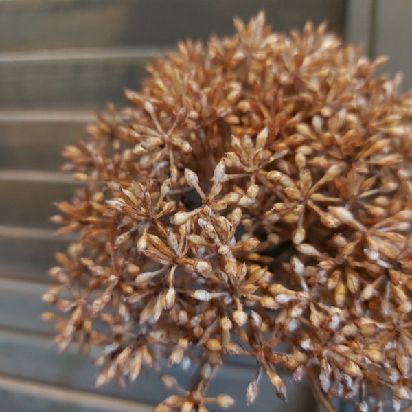 Leverkruid kunstbloem in een bruine kleur, van het merk Countryfield.
