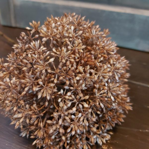 Countryfield - Leverkruid - Bruin - L.65cm - Afbeelding 5