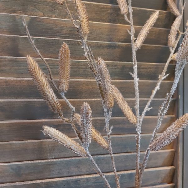 Salix twijg van het merk Countryfield, met ingedroogde wilgen katjes.
