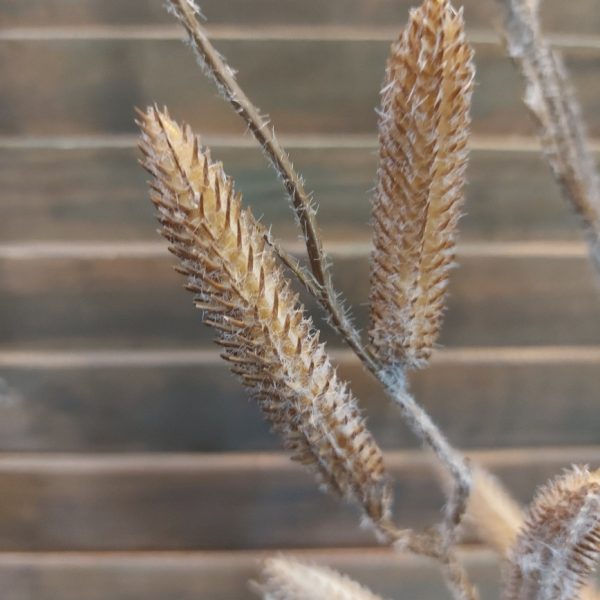 Salix twijg van het merk Countryfield, met ingedroogde wilgen katjes.
