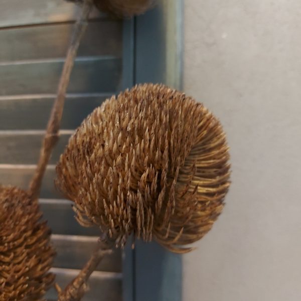 Tak met drie Banksia distel bloemen in een kunst uitvoering, van het merk Countryfield.