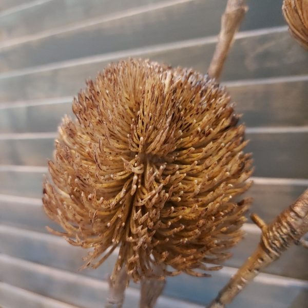 Tak met drie Banksia distel bloemen in een kunst uitvoering, van het merk Countryfield.