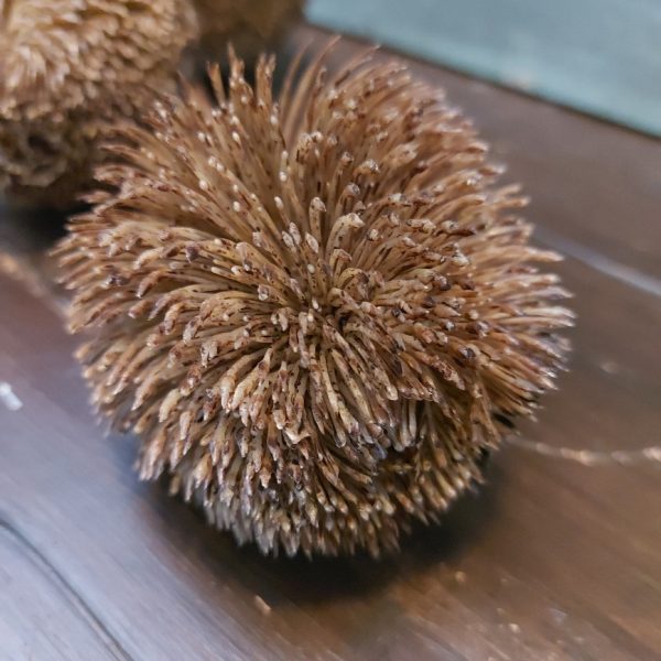 Tak met drie Banksia distel bloemen in een kunst uitvoering, van het merk Countryfield.