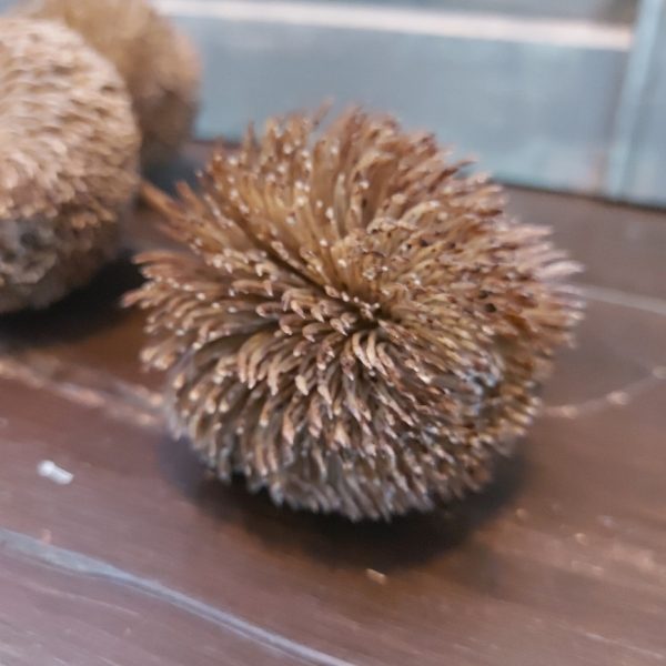 Countryfield - Banksia Distel - Bruin - H.90cm - Afbeelding 6
