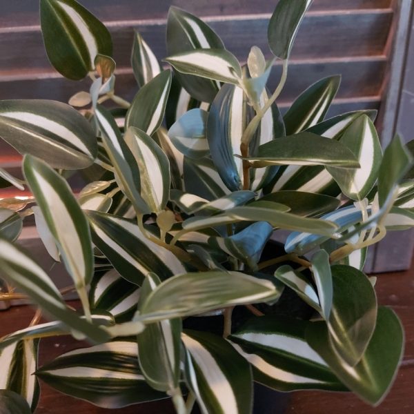 Peperomia kunstplant in een zwarte pot van het merk Countryfield.