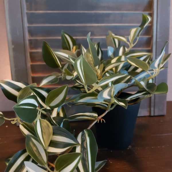 Peperomia kunstplant in een zwarte pot van het merk Countryfield.